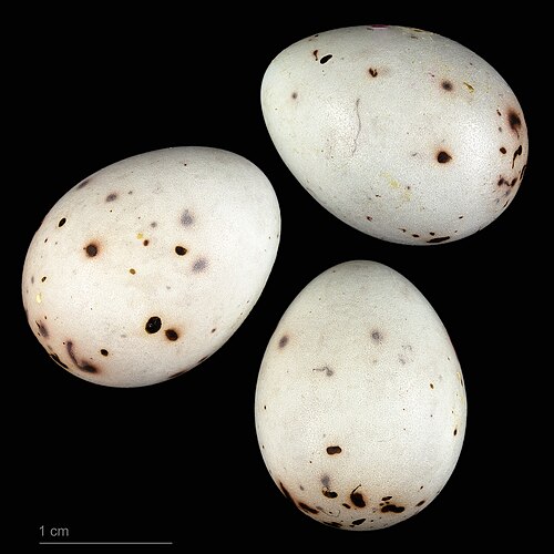 Egg eller reir av bokfink