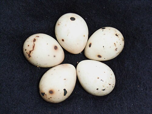 Egg eller reir av bokfink