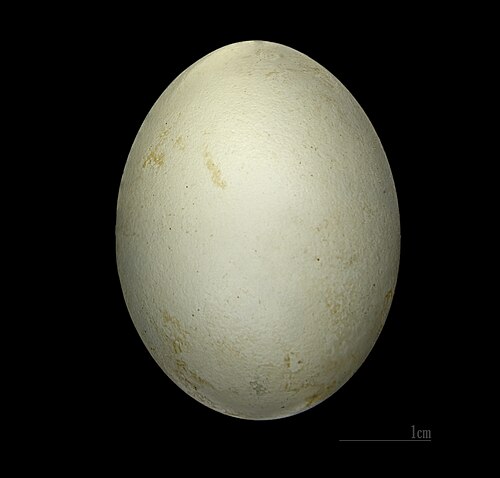 Egg eller reir av flaggspett