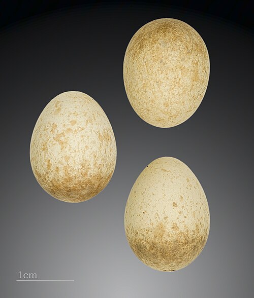 Egg eller reir av fuglekonge