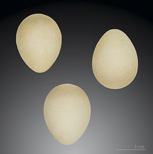 Egg eller reir av fuglekonge
