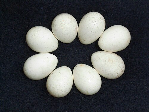 Egg eller reir av gjerdesmett