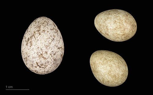Egg eller reir av gjøk