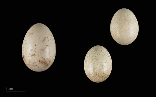 Egg eller reir av gjøk