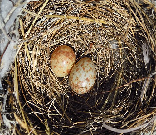 Egg eller reir av gråfluesnapper