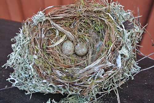 Egg eller reir av gråfluesnapper