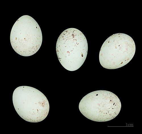Egg eller reir av gråsisik
