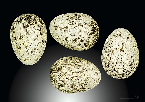 Egg eller reir av gråspurv