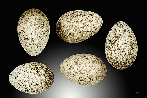 Egg eller reir av gråspurv
