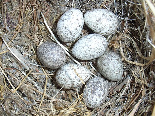 Egg eller reir av gråspurv