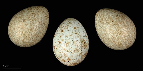 Egg eller reir av gråtrost