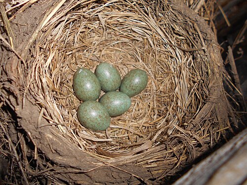 Egg eller reir av gråtrost