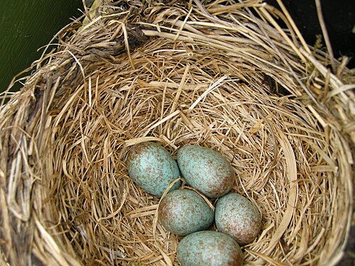 Egg eller reir av gråtrost