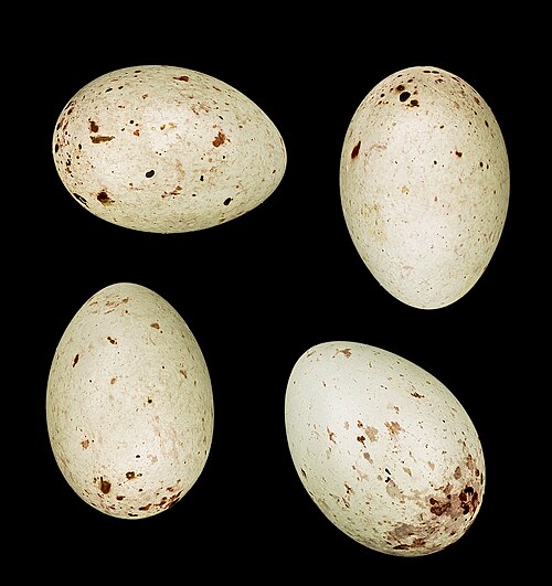 Egg eller reir av grønnfink