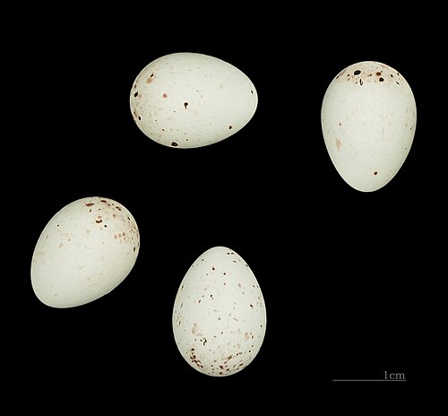 Egg eller reir av grønnsisik