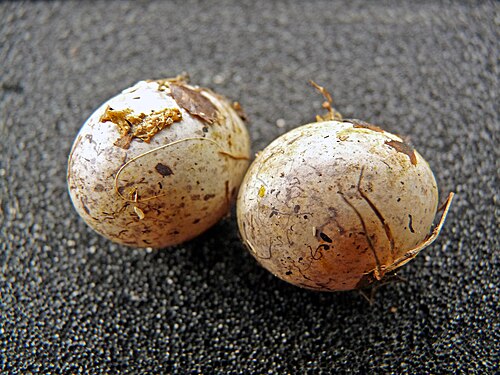 Egg eller reir av gulspurv