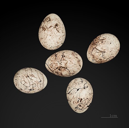 Egg eller reir av gulspurv