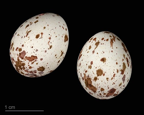 Egg eller reir av kjøttmeis