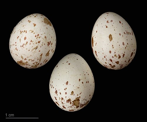 Egg eller reir av kjøttmeis