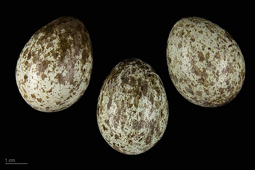 Egg eller reir av kråke
