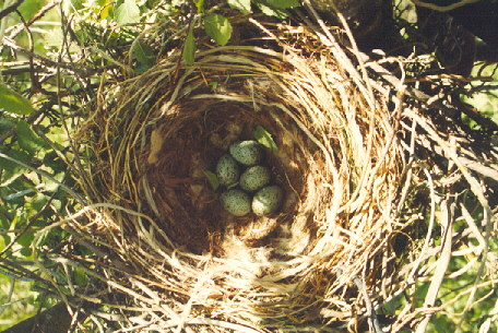 Egg eller reir av kråke