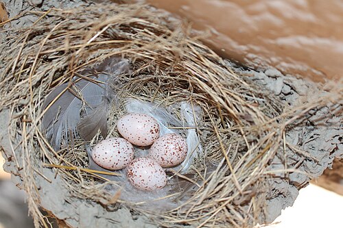 Egg eller reir av låvesvale