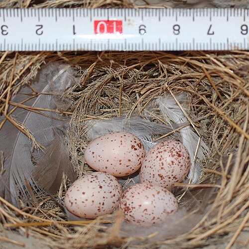 Egg eller reir av låvesvale