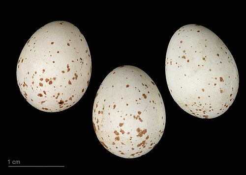 Egg eller reir av løvmeis