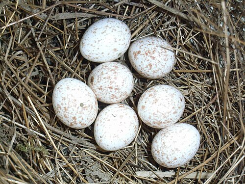 Egg eller reir av løvsanger
