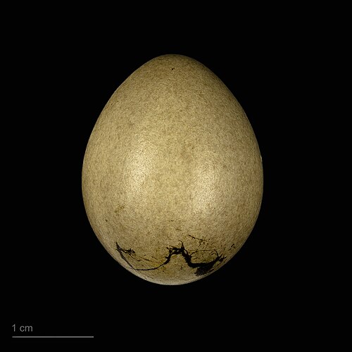 Egg eller reir av nøtteskrike
