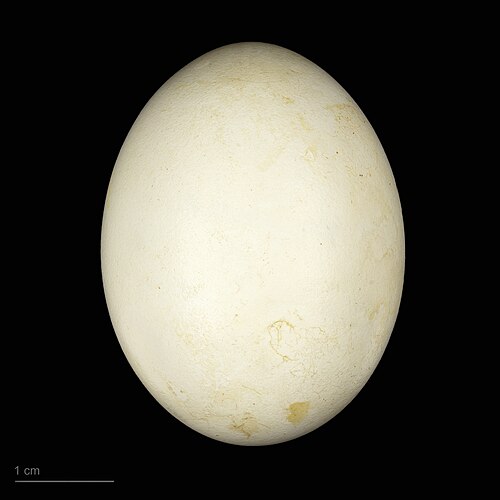 Egg eller reir av ringdue