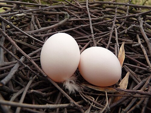 Egg eller reir av ringdue
