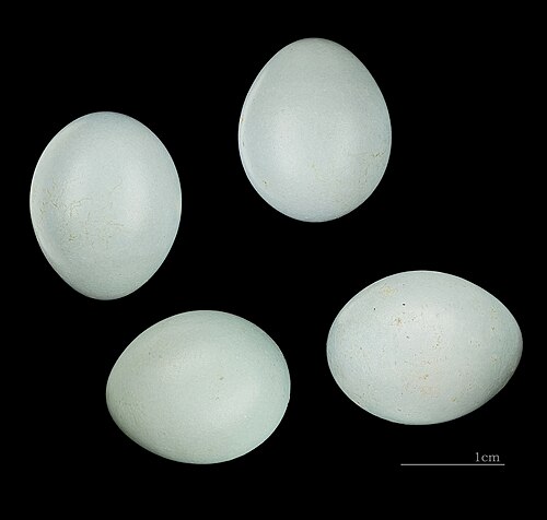 Egg eller reir av rødstjert