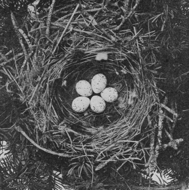 Egg eller reir av sidensvans