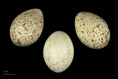 Egg eller reir av skjære