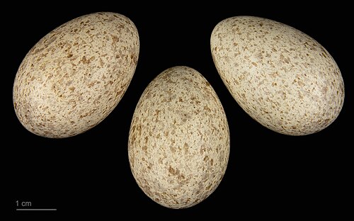 Egg eller reir av skjære