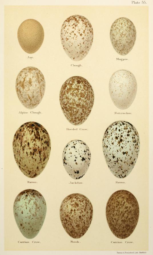 Egg eller reir av skjære
