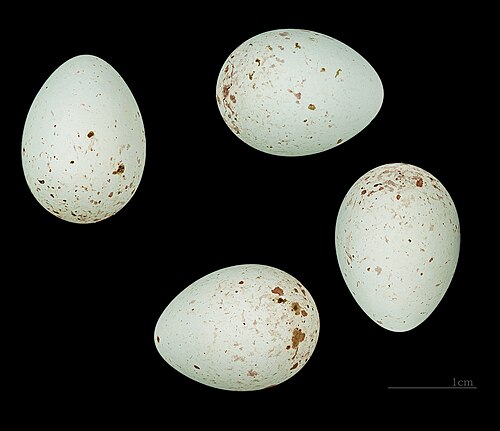 Egg eller reir av stillits
