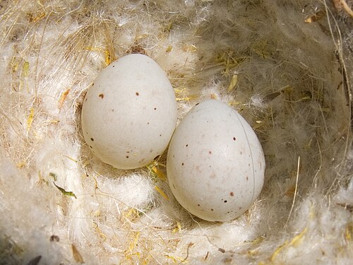 Egg eller reir av stillits