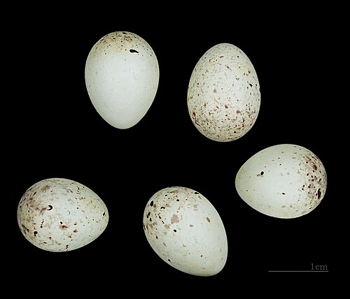 Egg eller reir av stillits