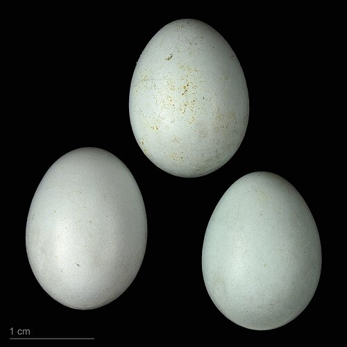 Egg eller reir av svarthvit fluesnapper