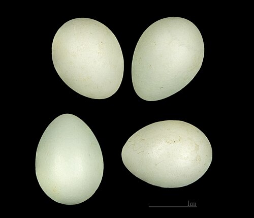 Egg eller reir av svarthvit fluesnapper