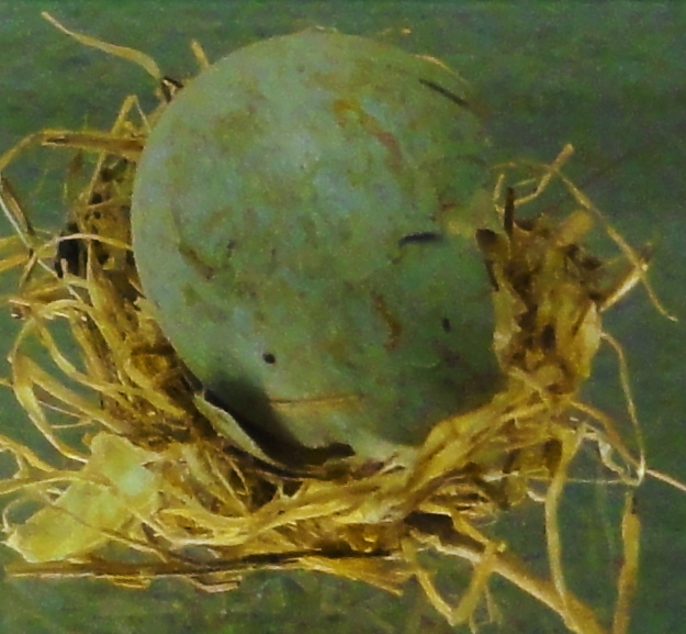 Egg eller reir av svarttrost