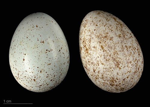 Egg eller reir av svarttrost