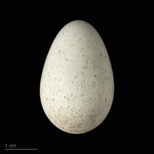Egg eller reir av svarttrost