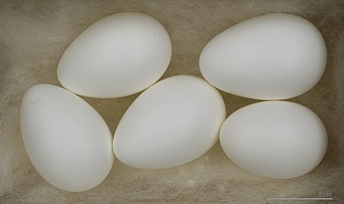 Egg eller reir av taksvale