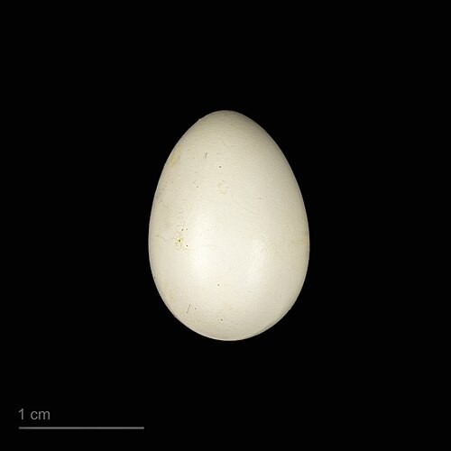 Egg eller reir av taksvale