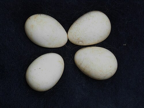 Egg eller reir av taksvale