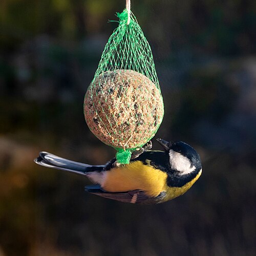 Great tit on a suet ball in Brastad 2