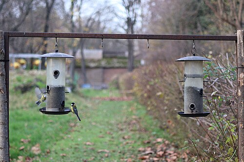 Mangeoire - Jardin des Plantes 07